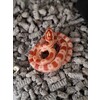 Pantherophis guttatus Cornsnake mixed morphs Nakweek / Eleva