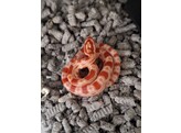 Pantherophis guttatus Cornsnake mixed morphs Nakweek / Eleva