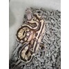 Python regius Ballpython Mixed morphs  Nakweek / Elevage S