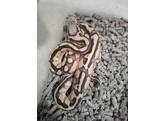 Python regius Ballpython Mixed morphs  Nakweek / Elevage S