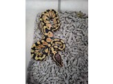 Python regius Ballpython Mixed morphs  Nakweek / Elevage S