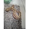 Python regius Ballpython Mixed morphs  Nakweek / Elevage S