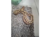 Python regius Ballpython Mixed morphs  Nakweek / Elevage S