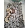 Python regius Ballpython Mixed morphs  Nakweek / Elevage S