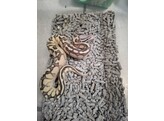 Python regius Ballpython Mixed morphs  Nakweek / Elevage S