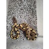 Python regius Ballpython Mixed morphs  Nakweek / Elevage S