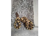 Python regius Ballpython Mixed morphs  Nakweek / Elevage S