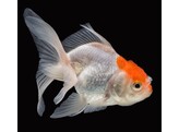 Carassius auratus Red Cap oranda SHOW AAA-grade 6-7