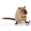 Gerbil man