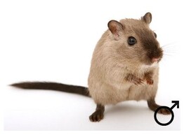 Gerbil man