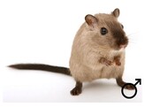 Gerbil man