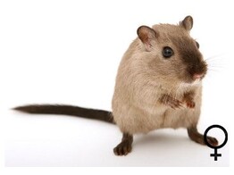 Gerbil vrouw
