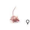 Naaktmuis vrouw