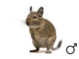 Degoe man wildkleur