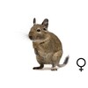 Degoe vrouw wildkleur