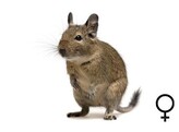 Degoe vrouw wildkleur