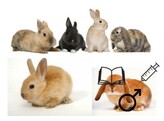 Lapin mix male C   V