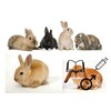 Lapin mix male C   V