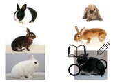 Lapin mix LUXE 2 sexes C   V