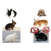 Lapin mix male  NV   NC
