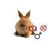 Lapin nain male  NV   NC