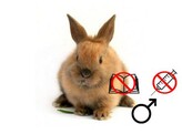 Lapin nain male  NV   NC