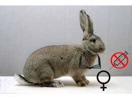 Vlaamse reus vrouw NV   B