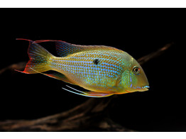 GEOPHAGUS ALTIFRONS 6-7
