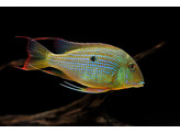 GEOPHAGUS ALTIFRONS 6-7