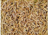 Buffalowormen / Vers de Buffalo Buffalowormen in pot 100g