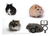 Russische hamster russes mix 2 geslachten / sexes   certifica a t