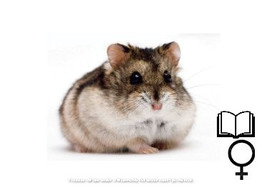Russische hamster russes wildkleur/couleur sauvage vrouw/femelle   certifica a t