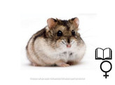 Russische hamster russes wildkleur/couleur sauvage vrouw/femelle   certifica a t