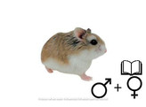 Roborovski hamster wildkleur/couleur sauvage 2 sexes   certifica a t