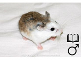 Roborovski hamster gekl. man  /  Hamster roborovski colore male   certifica a t
