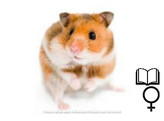 Goudhamster wildkleur/Hamster dore couleur sauvage vrouw/femelle   certifica a t