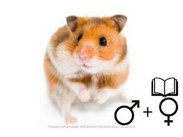 Goudhamster wildkleur/Hamster dore couleur sauvage 2 sexes   certifica a t