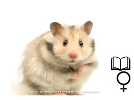 Goudhamster gekleurd vrouw  /  Hamster d ore colore femelle   certifica a t