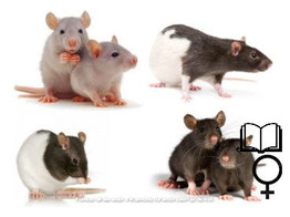 Tamme rat kleurmix vrouw / Rat apprivoisee mix couleurs femelle   certifica a t