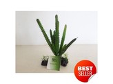Terrarium plant  simple cactus