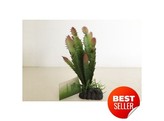 Terrarium plant  full cactus