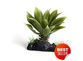 Terrarium plant  thick succulent