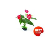 Terrarium plant  red flowers