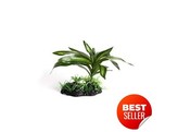 Terrarium plant  single bromeliad