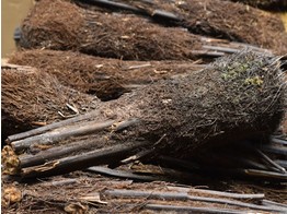 Dicksonia antartica  stam/tronc 40-60cm
