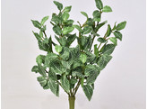 Fittonia 33cm groen/vert