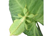 Phyllium phillipinicum Walking Leaf Nakweek / Elevage S