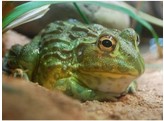 Pyxicephalus adsperus Pixie Frog Nakweek / Elevage S
