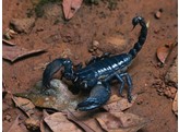 Heterometrus spiniferus Asian Black Forest Scorpion Nakweek / Elevage S