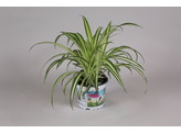 Graslelie - La plante araignee - Chlorophytum